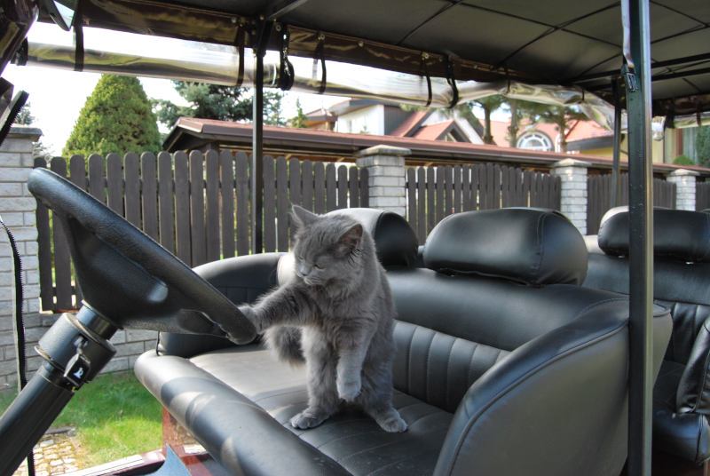 kot kierowca smieszny kot wroclaw kot w meleksie