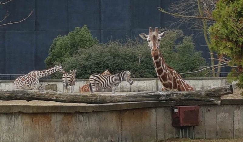zoo wroclaw zyrafa zebry afrykarium zwiedzanie zoo
